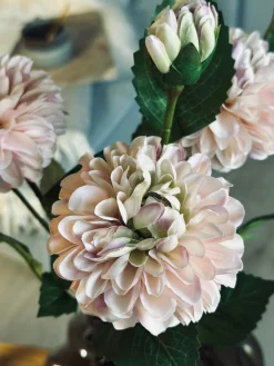 Blomst Dahlia
