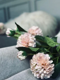 Blomst Dahlia