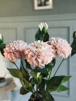 Blomst Dahlia