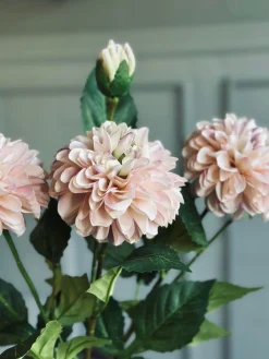 Blomst Dahlia