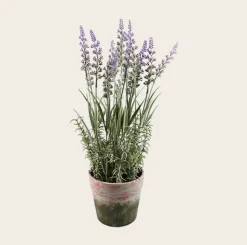Blomst i potte