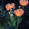 Blomst med solceller - Spider Lili rose
