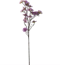 Blomst nellike