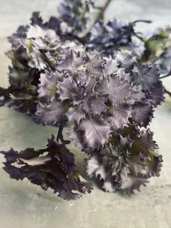 Blomst nellike