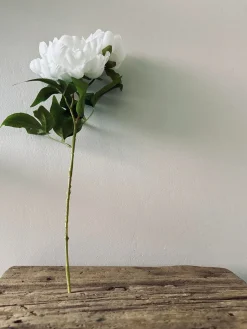 Blomst Pæon hvid