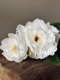 Blomst Pæon hvid