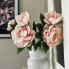 Blomst Pæon pink