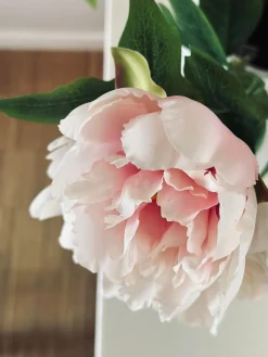 Blomst Pæon pink