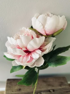 Blomst Pæon pink