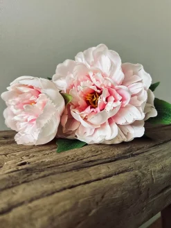 Blomst Pæon pink