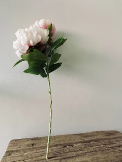 Blomst Pæon pink