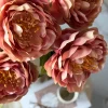 Blomst Pæon Rosa