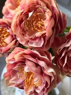 Blomst Pæon Rosa