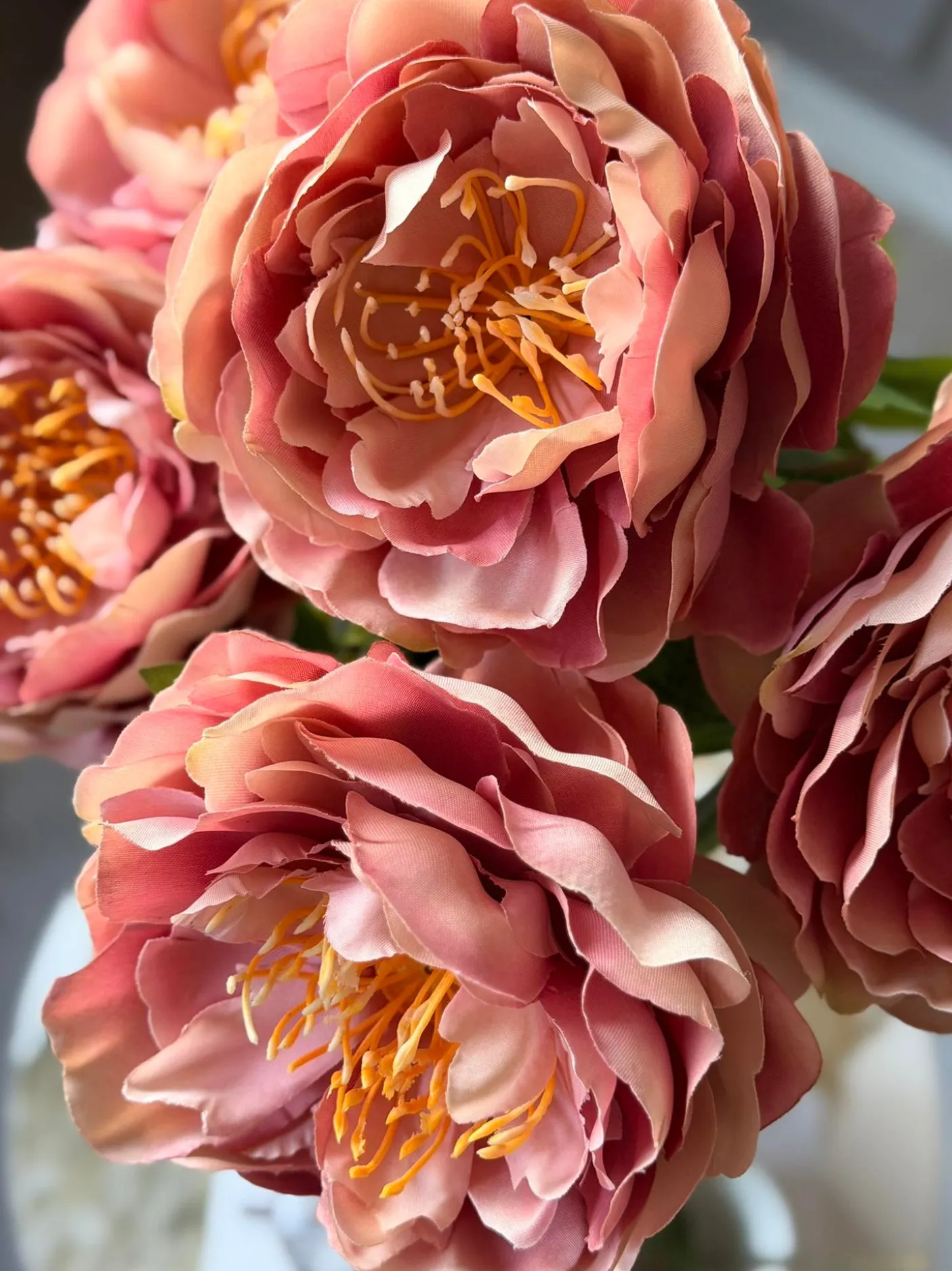 Blomst Pæon Rosa