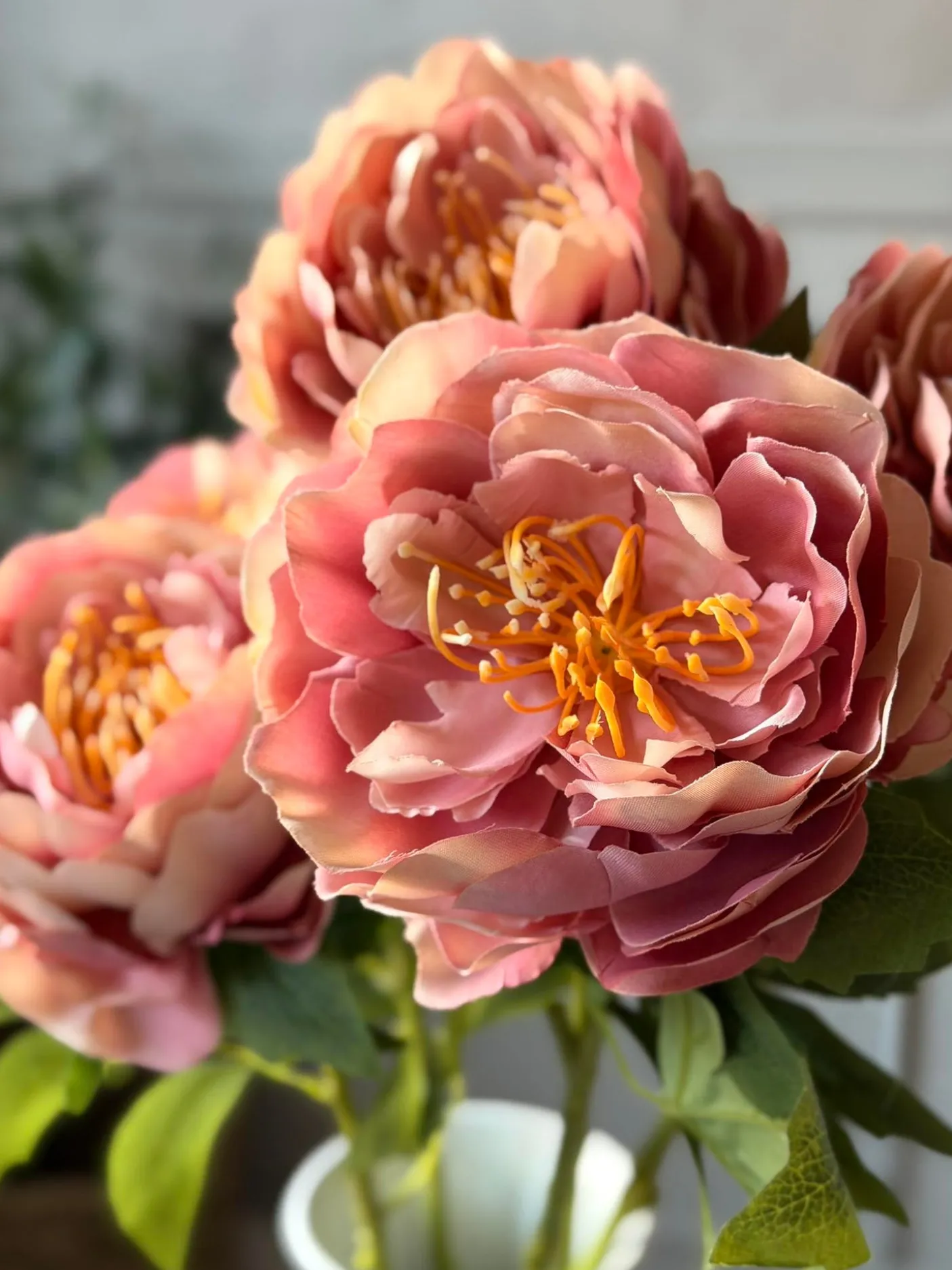 Blomst Pæon Rosa