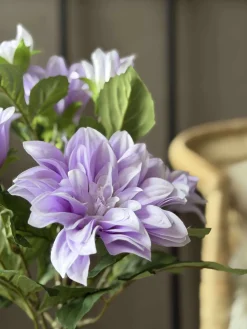 Dahlia i potte - Lilla