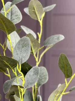 Eucalyptus gren - 100cm