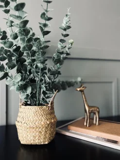 Eucalyptus med kurv