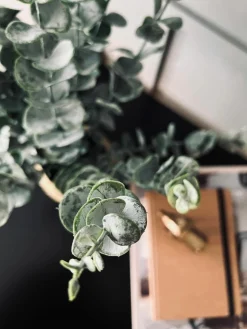 Eucalyptus med kurv