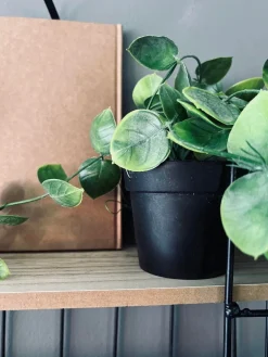 Hængeplante - Fresh green