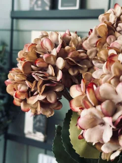 Hortensia - Brændte farver