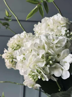 Hortensia Hvid