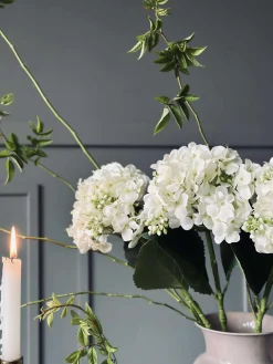 Hortensia Hvid