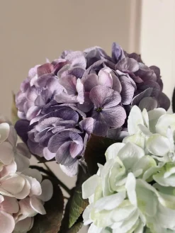 Hortensia Lilla