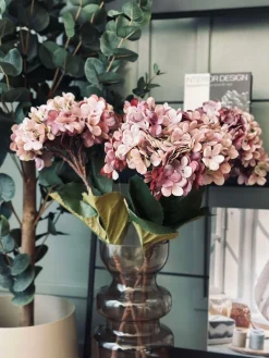 Hortensia Old Rose