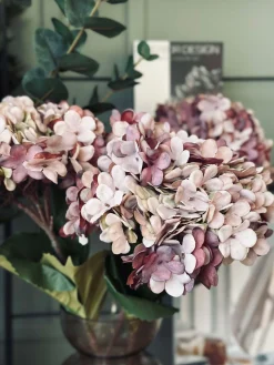 Hortensia Old Rose