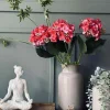 Hortensia Pink