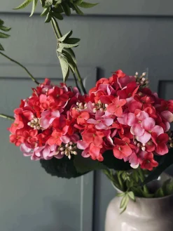 Hortensia Pink