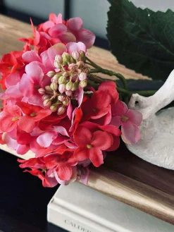 Hortensia Pink