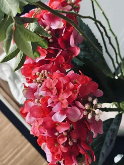 Hortensia Pink