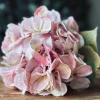 Hortensia Rosa