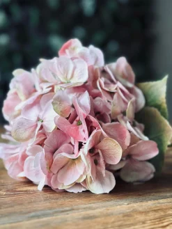 Hortensia Rosa