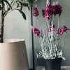 Lavendel 40cm - Hindbær