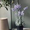Lavendel 40cm - Lys lilla