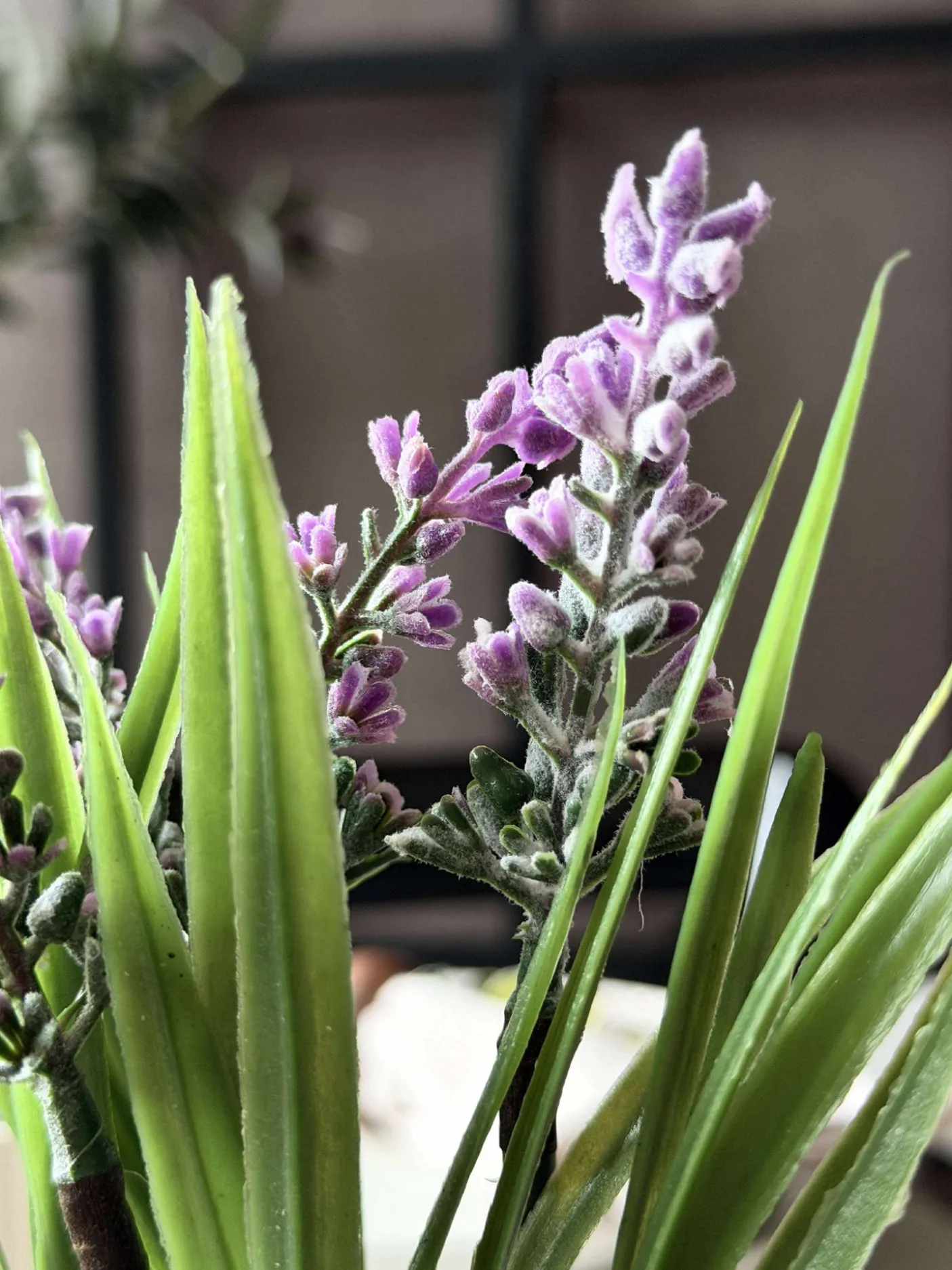 Lavendel moskugle