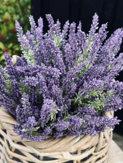 Lavendel på stilk
