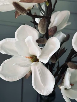Magnoliagren - 92cm