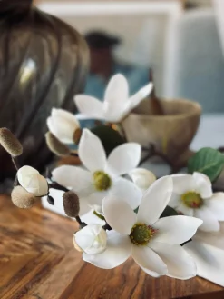 Magnoliagren - 52cm