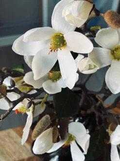Magnoliagren - 52cm