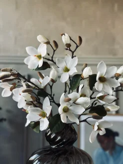 Magnoliagren - 52cm