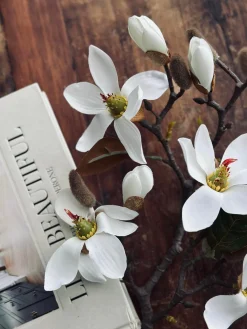 Magnoliagren - 52cm