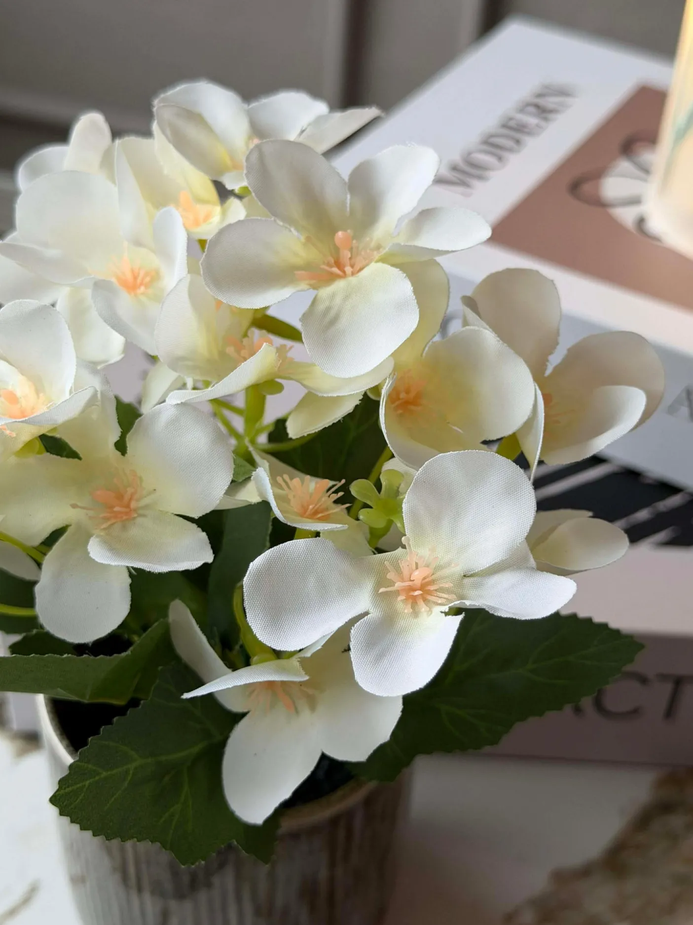 Mini hortensia i potte - flere farver
