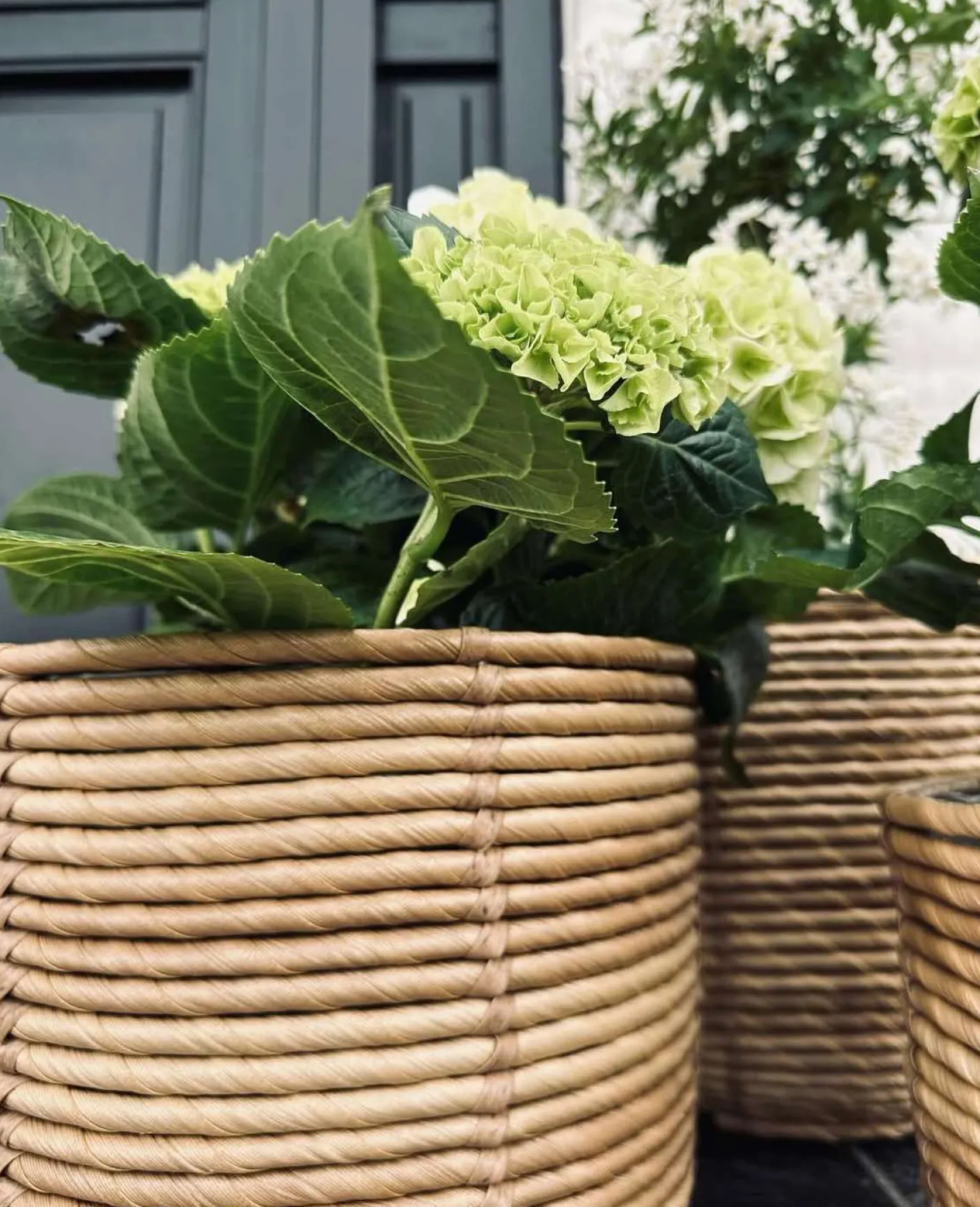 Plantekurve RATTAN BIG - Sæt med 3 størrelser