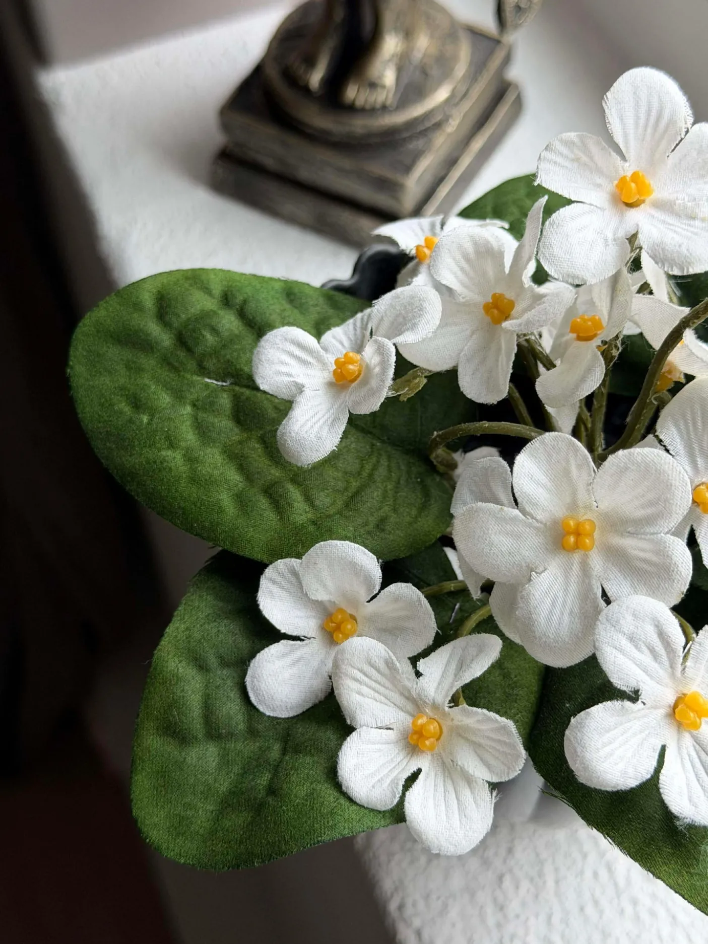 Saintpaulia i potte - flere farver