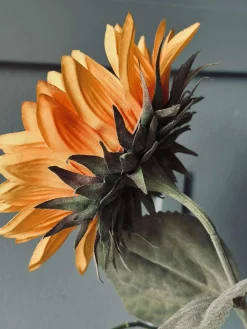 Solsikke