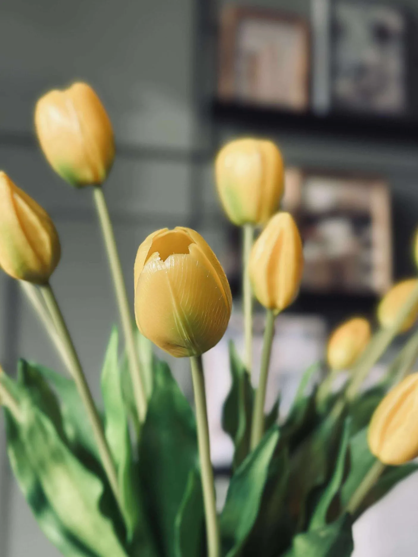 Tulipaner – Flere farver